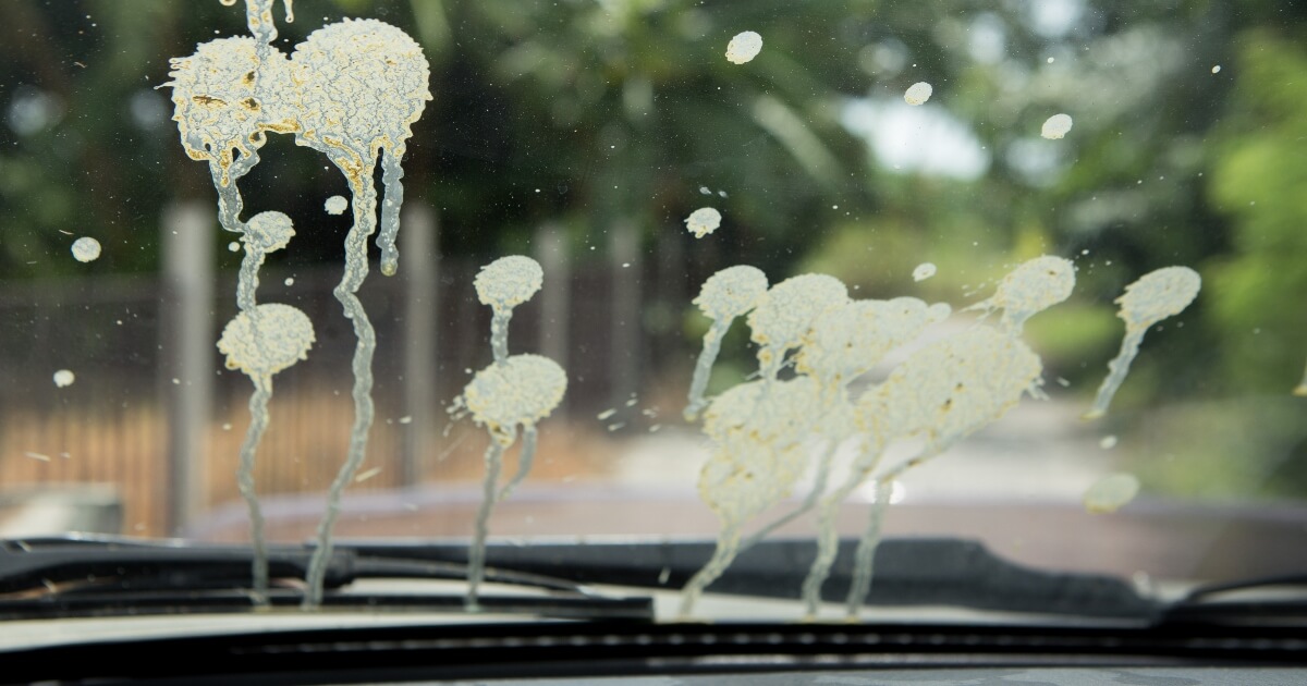 image of a car windshield covered in bird droppings