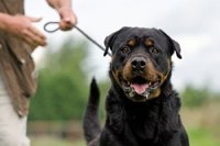 Dog Bite Lawyer in Sacramento